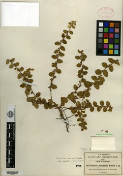 Image of Breweria rotundifolia