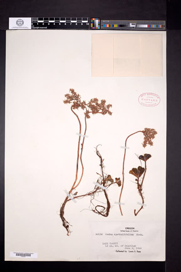 Sedum spathulifolium image