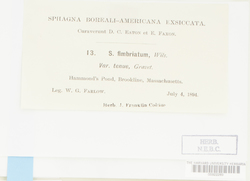Sphagnum fimbriatum image