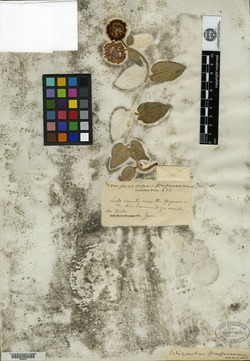 Image of Gomphocarpus purpurascens