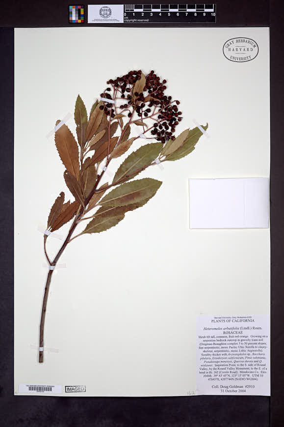 Heteromeles salicifolia image