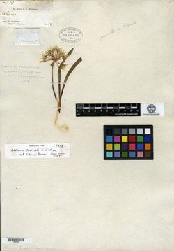 Image of Allium cusickii