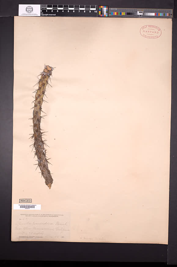 Cylindropuntia californica image