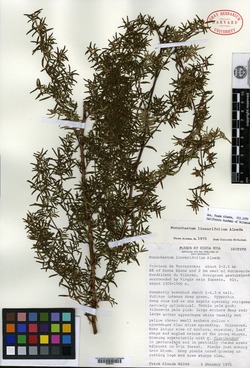 Image of Monochaetum linearifolium