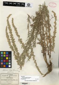 Image of Artemisia pringlei
