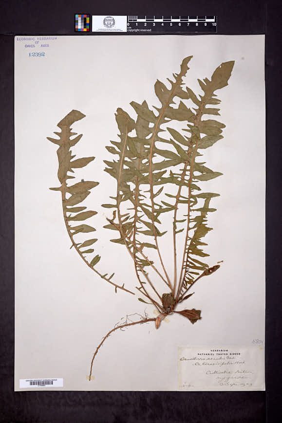 Oenothera acaulis image