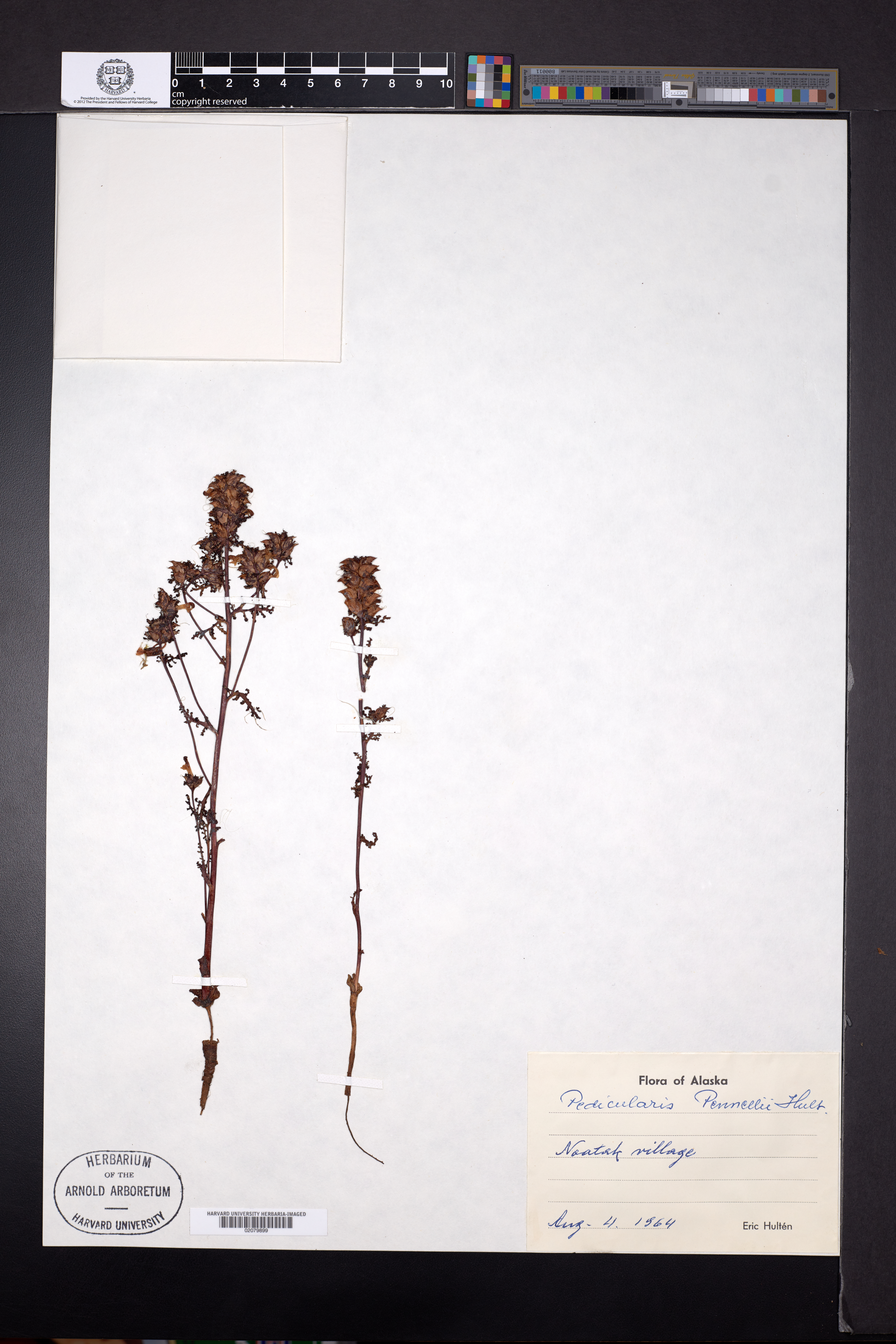 Pedicularis parviflora subsp. pennellii image