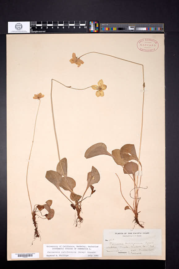 Parnassia californica image