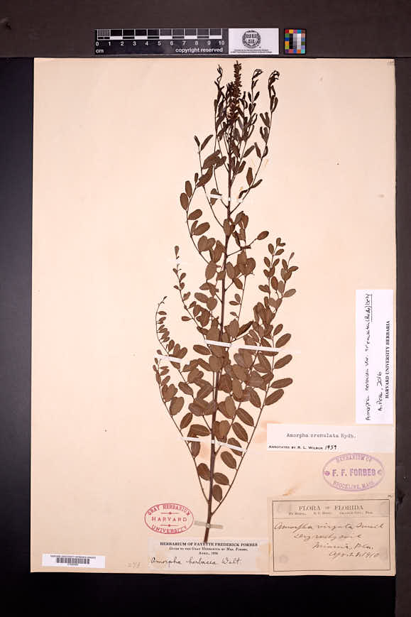 Amorpha herbacea var. crenulata image