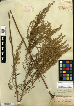 Image of Artemisia lindheimeriana