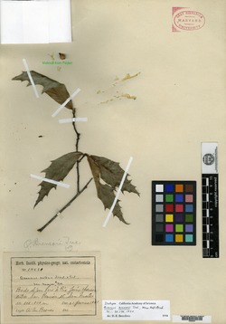 Image of Quercus brenesii