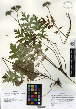 Image of Hydrophyllum brownei