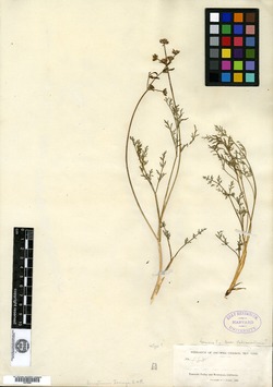 Image of Cogswellia torreyi