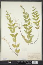 Scutellaria churchilliana image