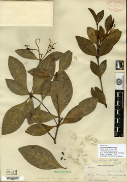 Antirhea tenuiflora image