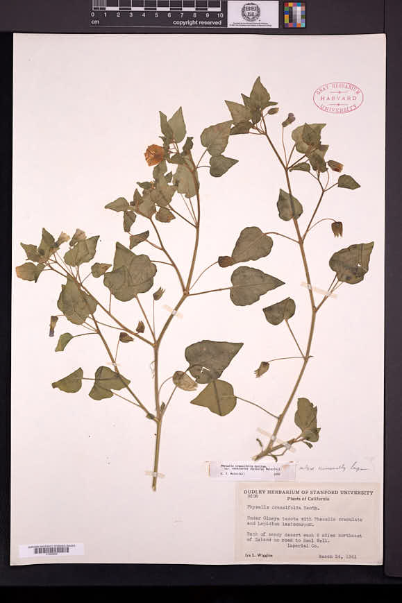 Physalis crassifolia var. versicolor image
