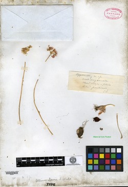 Image of Allium nevii