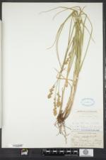 Carex argyrantha image