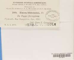 Bacidia schweinitzii image