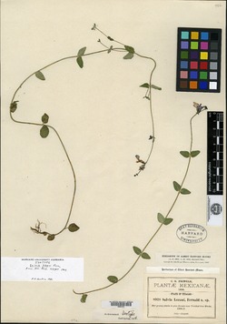 Salvia lozani image