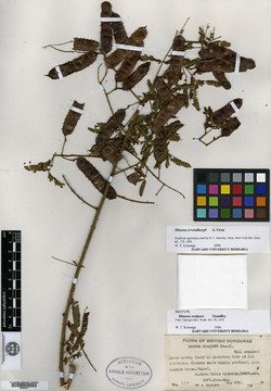 Mimosa scalpens image