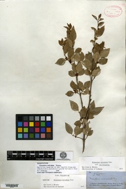 Forestiera reticulata image