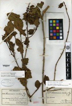 Image of Mecranium ovatum