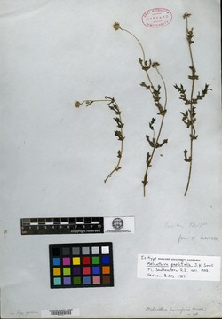 Image of Melanthera parviflora