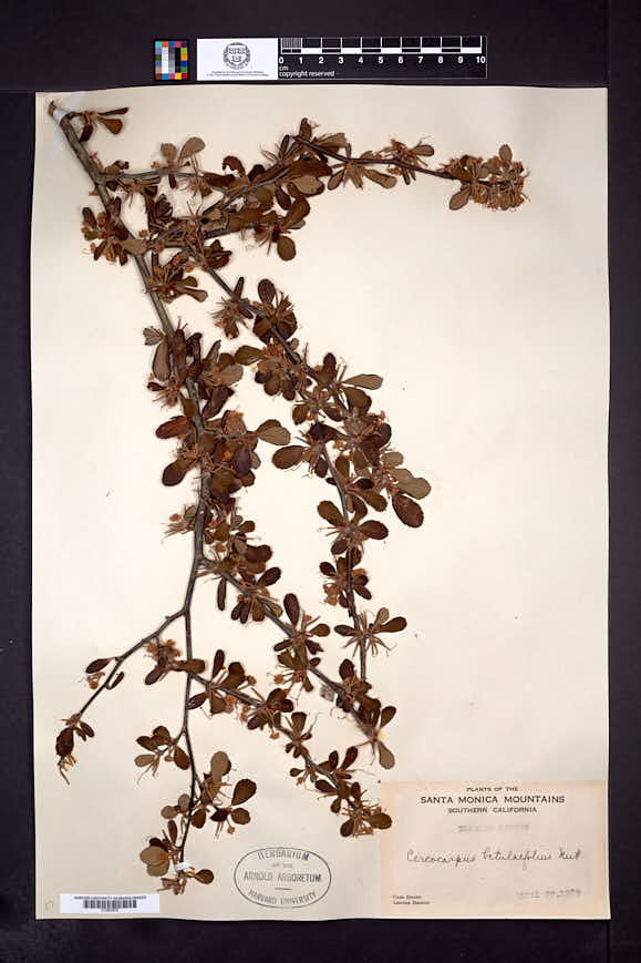 Cercocarpus montanus var. glaber image