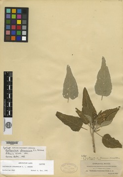 Parthenium tomentosum var. stramonium image
