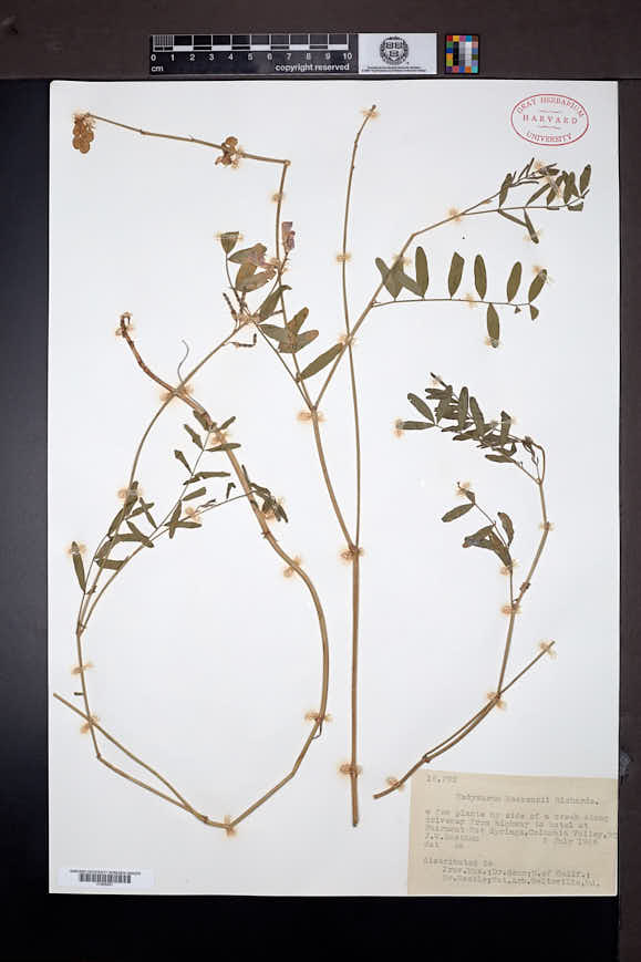Hedysarum boreale subsp. mackenzii image