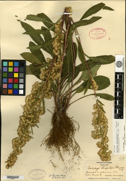 Image of Solidago chrysolepis