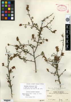 Image of Dalea bicolor