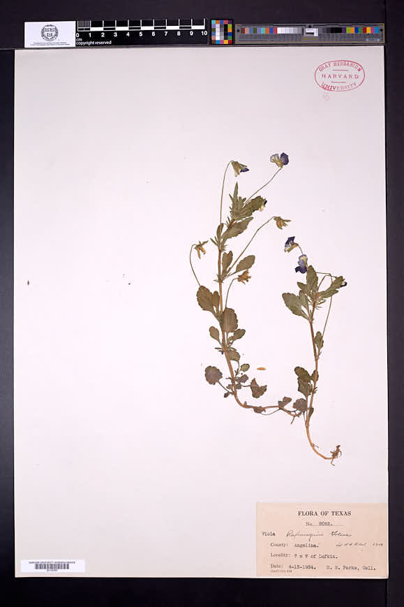 Viola bicolor image