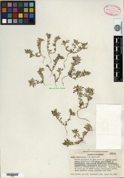 Image of Lotus rubriflorus