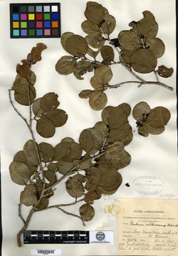 Psidium albescens image