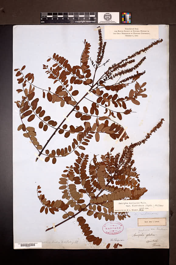 Amorpha herbacea var. floridana image