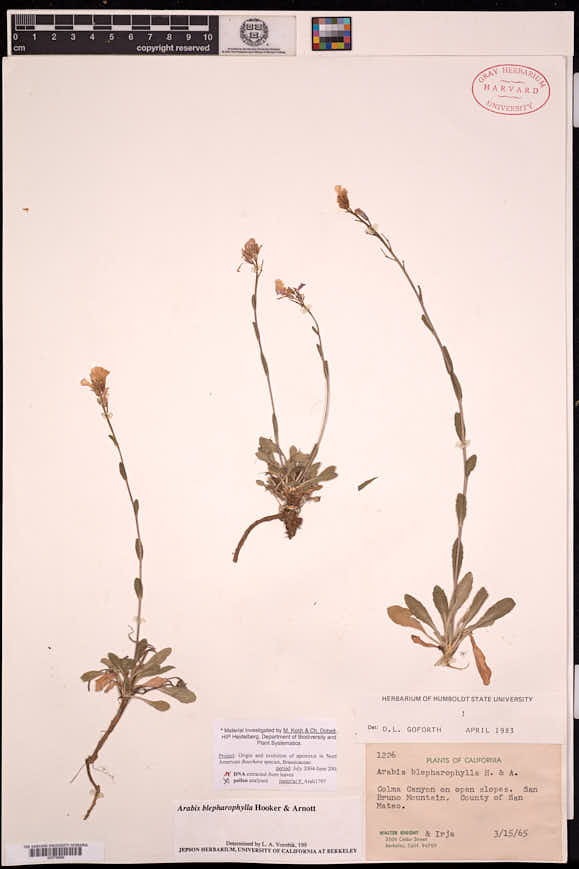 Arabis blepharophylla image