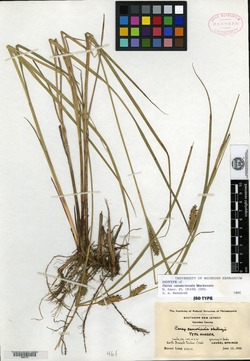 Carex caesariensis image