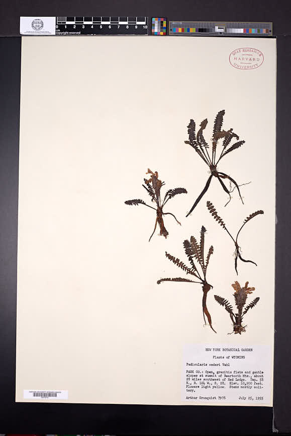 Pedicularis oederi image