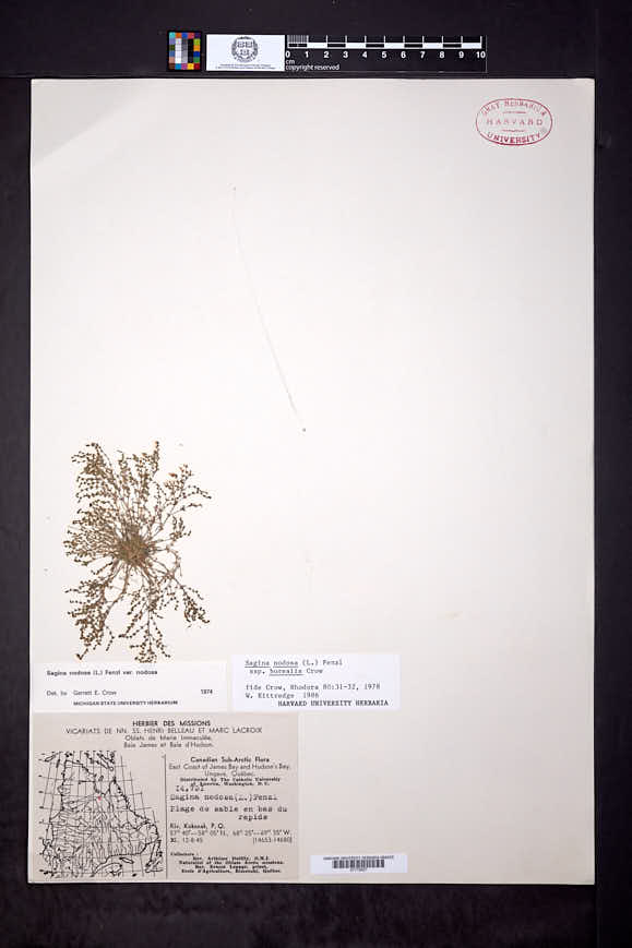 Sagina nodosa subsp. borealis image