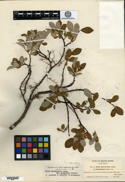 Salix fuscescens image