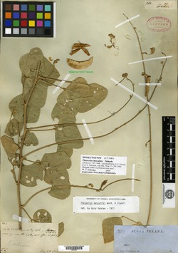 Phaseolus maculatus image