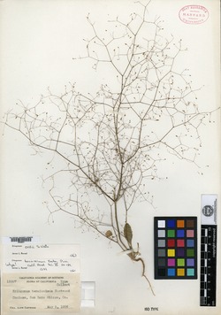 Eriogonum tenuissimum image