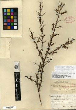 Image of Vachellia polypyrigenes