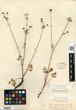 Sanicula nevadensis var. septentrionalis image