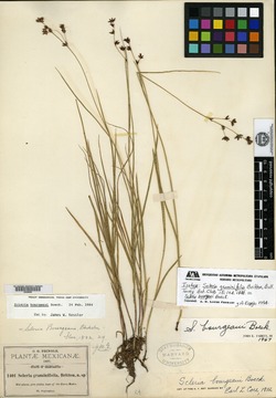 Image of Scleria graminifolia