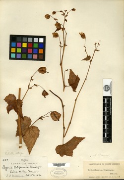 Image of Begonia californica