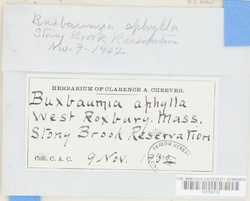 Buxbaumia aphylla image