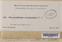 Physcomitrium eurystomum image